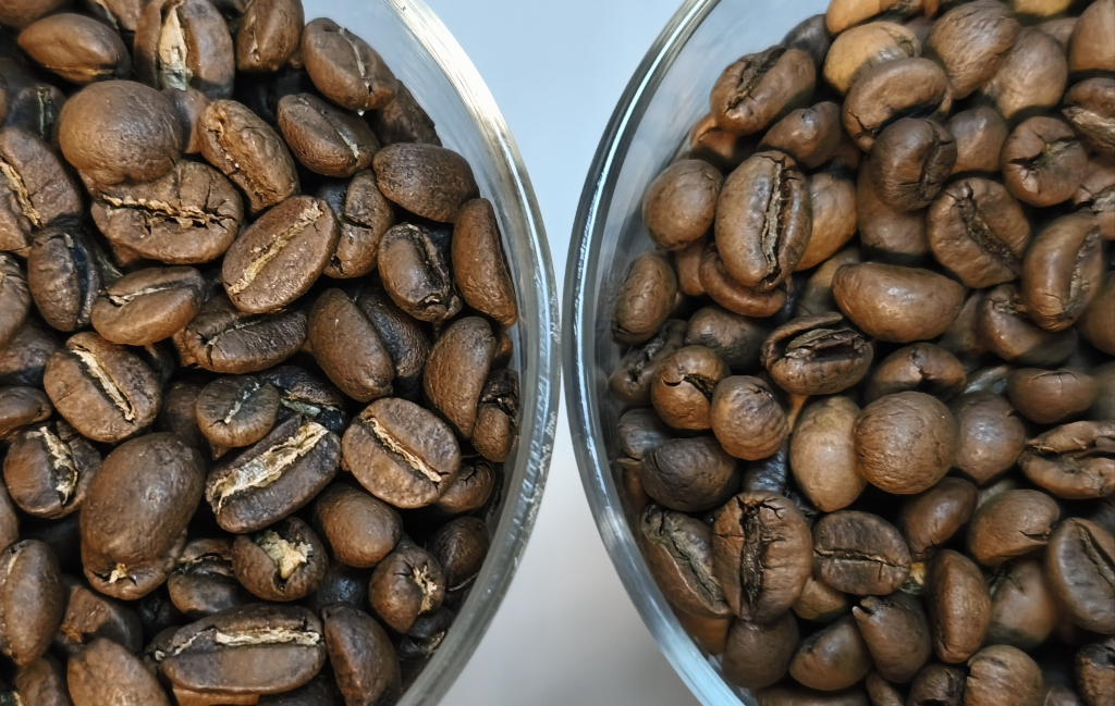 Arabica vs Robusta – najważniejsze różnice w kawie, które musisz znać